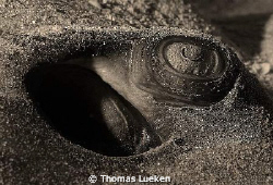 found in Lanzarote; D200 by Thomas Lueken 